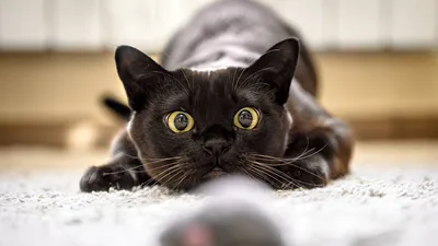 Самые лучшие породы черных кошек для дома бесплатно, глаза темных котят и  кошек у девочек и мальчиков, характер
