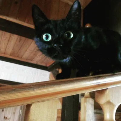 Показан черный кот с желтыми глазами. | Премиум Фото