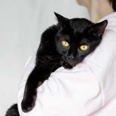 К чему снится черная кошка: толкование снов про черную кошку