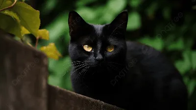 Кошка с желтыми глазами - 65 фото