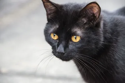 Одиннадцать увлекательных фактов о черных кошках - Рамблер/новости