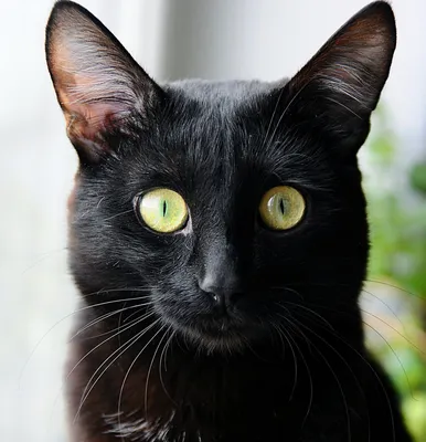 Картина с изображением черного кота …» — создано в Шедевруме