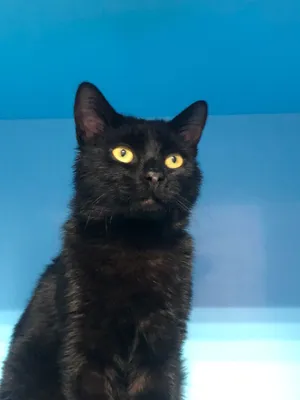 Найден чёрный кот с жёлтыми глазами в Руднёво | Pet911.ru