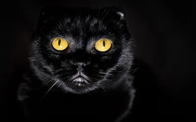⬇ Скачать картинки Черные коты, стоковые фото Черные коты в хорошем  качестве | Depositphotos