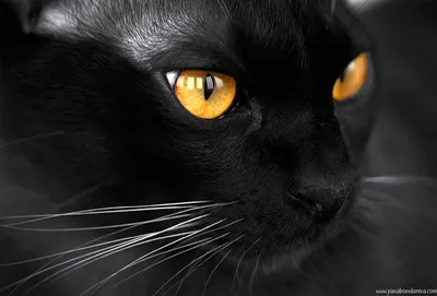Пушистый черный кот с желтыми глазами мрачно смотрит в окно Стоковое  Изображение - изображение насчитывающей суеверия, длиной: 194882007