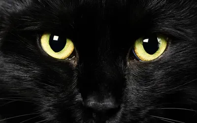 Черная кошка с желтыми глазами - 76 фото