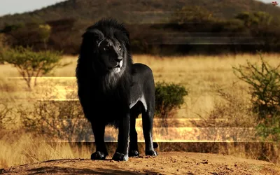 Фото черного льва 