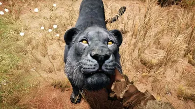 Где найти редкого черного льва в игре FarCry Primal?