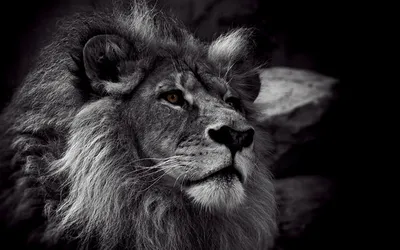 Есть ли черный лев на самом деле? | Наука о животных | Дзен