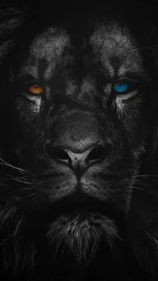 Картина \"Голова льва на черном фоне\" | Интернет-магазин картин \"АртФактор\"