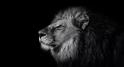 Знак Черного Льва — стоковая векторная графика и другие изображения на тему  Лев - Лев, Рисунок - произведение искусства, Белый - iStock