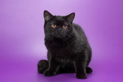 Фото черных британских котов 