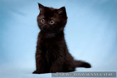 Британский котенок-черного окраса – купить с рук, город Санкт-Петербург