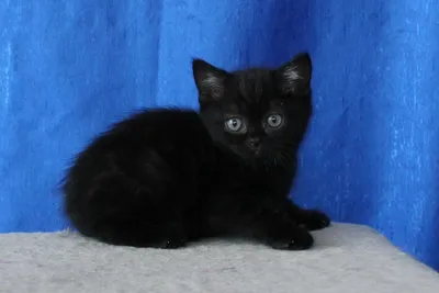 Черный окрас британского кота - черный британец | Кошачья жизнь - SunRay  BRI Cattery RU | Дзен
