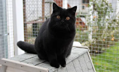 Факты о черных британских котятах. | ИнтересноЖж | Дзен