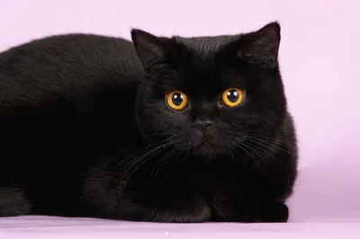 Черный британский кот Dior Noir Jetstone — крупный, красивый, немного  вальяжный кот. Шикарная плюшевая шуба и яркие глаза. Контактный,  интеллигентный и очень умный. Звоните! Мальчик доступен для  резервирования🙂... - Питомник черных британских