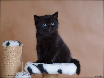 Чёрный чёрный британский кот с …» — создано в Шедевруме