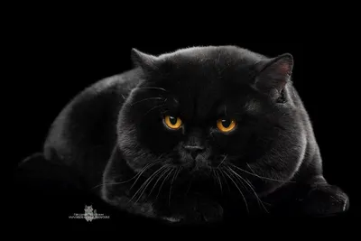 Черные британские коты - картинки и фото koshka.top