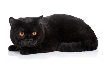 Купить черного котенка британца, черная британская кошка цена.
