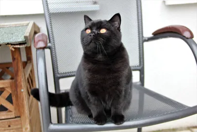 Черная британская кошка - 65 фото