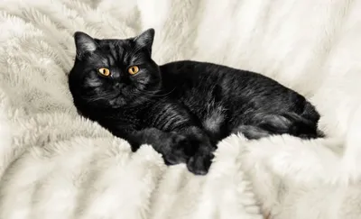 Питомник черных британских кошек \"Jetstone\" - Солидные Британские котята -  Roskosch Black Jetstone — черная британская кошка ❤️ для ценителей 🙂  https://blackcats.pro/roskosch/ Born: 16.04.2020 F: WORLD CHAMPION, QGC  TICA, RC ICU Benedict