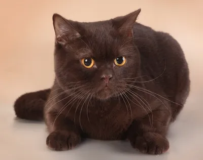 Продается британский котенок черного окраса Fortaleza MeowClub *BY - купить  британскую черную кошку с документами из питомника в Минске
