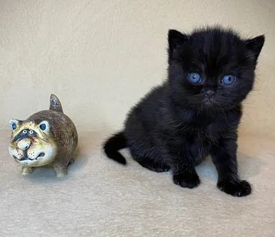 Купить JXK Британская короткошерстная/синяя кошка/черная кошка модель  моделирования котенка Британская короткая периферийная кукла украшения  ручной работы | Joom