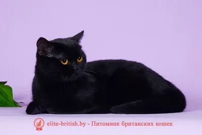 картинки : Котенок, Млекопитающее, черная кошка, Черный, Бакенбарды,  Позвоночный, Бомбей, Шартрекс, жирный кот, Британский кот, Серый кот,  Розовый лак для ногтей, Кора, От маленьких до средних кошек, Кошка как  млекопитающее, Домашняя короткошерстная