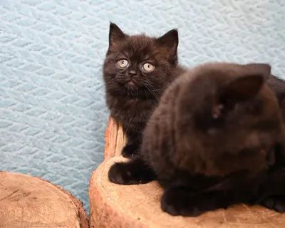 чёрный внутренний пушистый британский кот. Стоковое Изображение -  изображение насчитывающей привлеченное, вискеры: 261038223