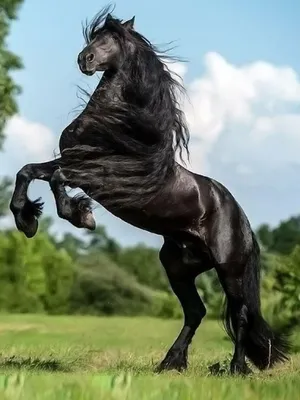 Фото чёрной лошади 