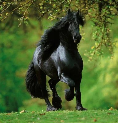 Фотографии черных лошадей - Мой Конь