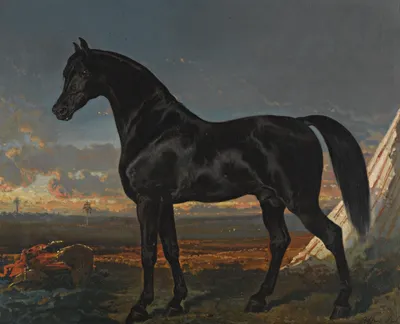 черные лошади стоковое фото. изображение насчитывающей холодно - 17763786