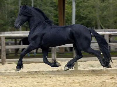 3d иллюстрация черной лошади на полном ходу, бегущая лошадь, белая лошадь,  лошадь фон фон картинки и Фото для бесплатной загрузки