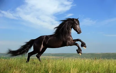 Черная лошадь - красивые фото
