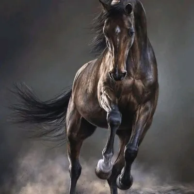 Картинка лошадь черная Небо Хвост Трава животное