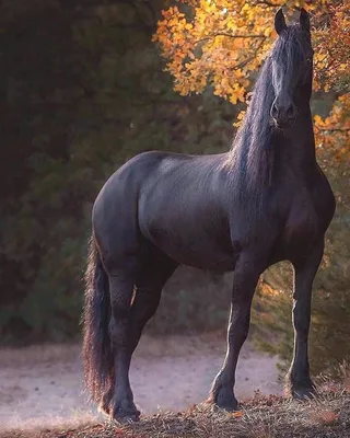 Красивое Цифровое Изображение Адской Черной Лошади Огне Абстрактная  Футуристическая Лошадь стоковое фото ©Butik811 650066960