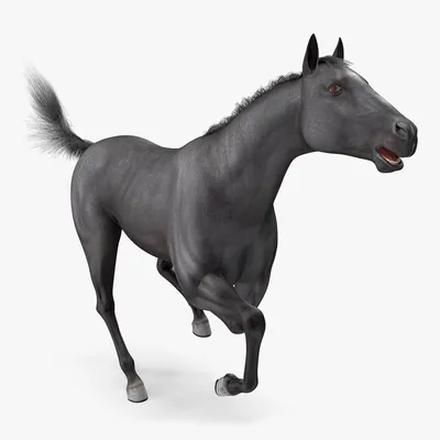 Черная лошадь, вид спереди, изолированный на белом | Премиум Фото