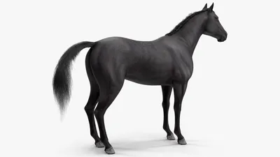 Черная лошадь - фото и картинки: 68 штук