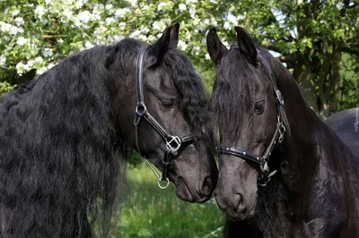 Black horse/чёрная лошадь | Черная лошадь, Лошади, Чернила