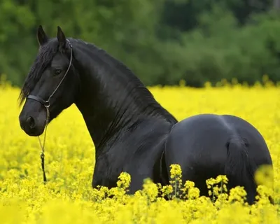 Черная лошадь: разведение, содержание, питание и особенности лошадей  черного цвета