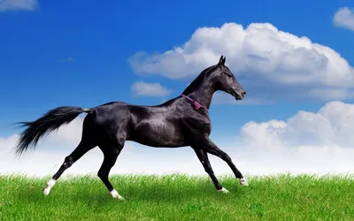 Портрет черной лошади с отрезком провода Стоковое Фото - изображение  насчитывающей ангстрома, поле: 110870636