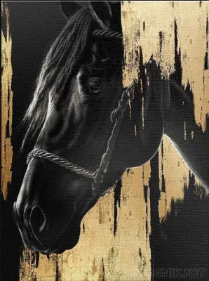 Черная Лошадь Животные - Бесплатное фото на Pixabay - Pixabay