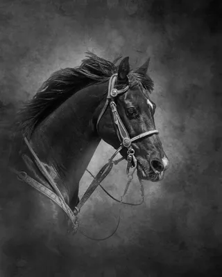 серая и черная иллюстрация единорога, лошадь единорог, красивая черная  лошадь, лошадь, черные волосы, животные png | PNGWing