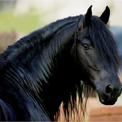 Черная лошадь бегает на возвышенность спереди | Премиум Фото