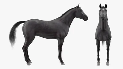 Черный Портрет Лошади — стоковые фотографии и другие картинки Лошадь -  Лошадь, Чёрный фон, Искусство - iStock