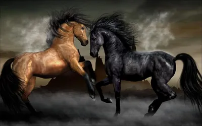 Черная лошадь обои для рабочего стола, картинки и фото - RabStol.net