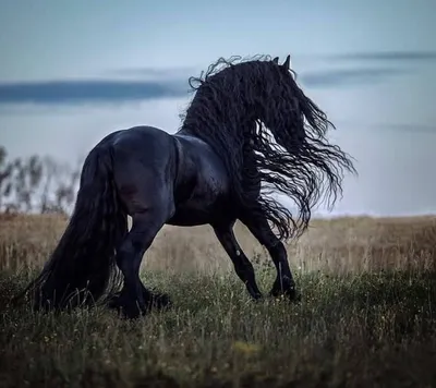 Лошадь Черная Лошадиная - Бесплатное фото на Pixabay - Pixabay