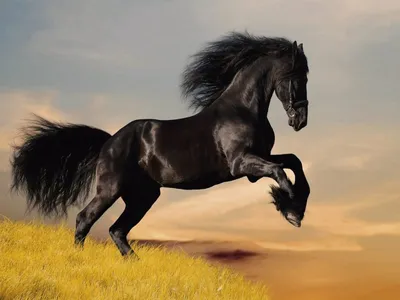 Фотообои Чёрная лошадь на стену. Купить фотообои Чёрная лошадь в  интернет-магазине WallArt