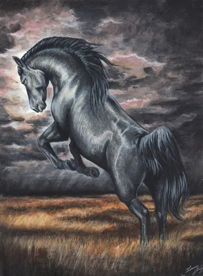 Черная лошадь рисунок - 77 фото