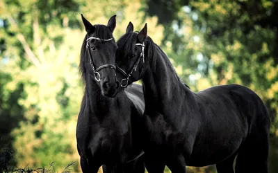 Лошадь черно белая - картинки и фото poknok.art